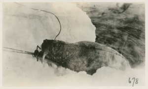 Image of Walrus. Pulling one out on top of ice